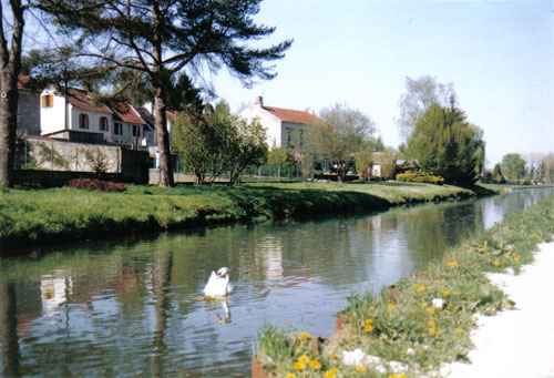 Les cygnes